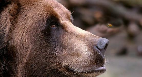 Resident of East Kazakhstan region sentenced to restraint of freedom for killing bear