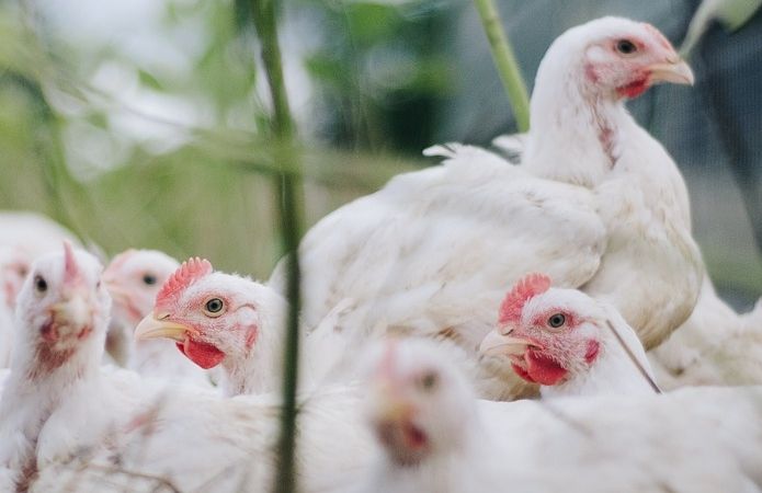 Птицефабрике в СКО не гарантируют возмещение стоимости 520 тыс. забитых кур