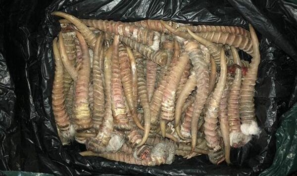 На семь и восемь лет осуждены трое жителей Нур-Султана за торговлю рогами сайгаков