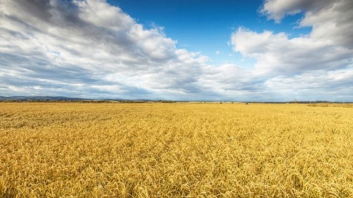 Минсельхоз Казахстана: Несмотря на рыночные цены, поставка зерна фермерами под вопросом