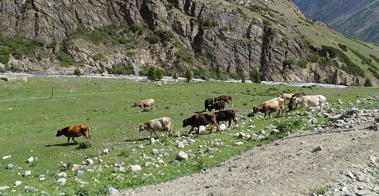 Казахстан ввел новый запрет на вывоз за пределы страны живых овец, коз и КРС