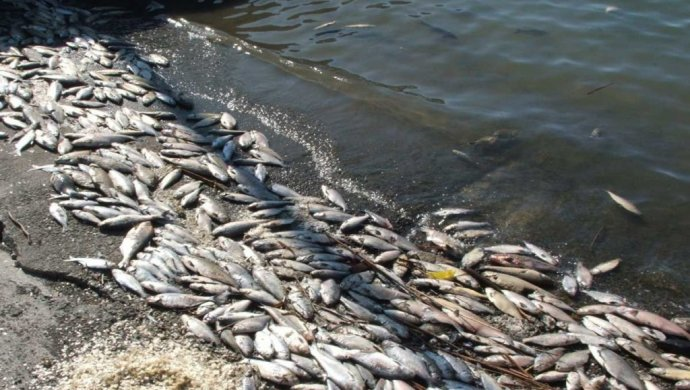 Генпрокурора попросили выяснить настоящую причину гибели рыб на реке Урал 