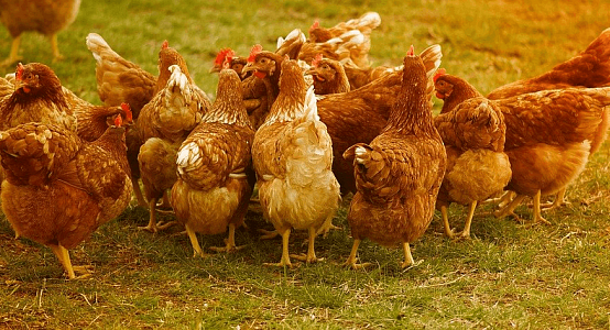Kazakhstan produces only 58% demanded poultry meat - Ministry of Agriculture 