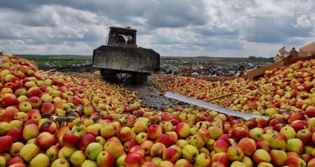 Крупную партию ввезенных из Казахстана «санкционных» яблок уничтожили в России