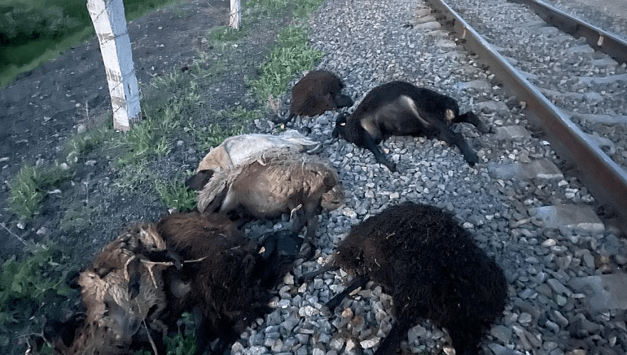 Более 20 овец погибло под колесами грузового поезда в Акмолинской области