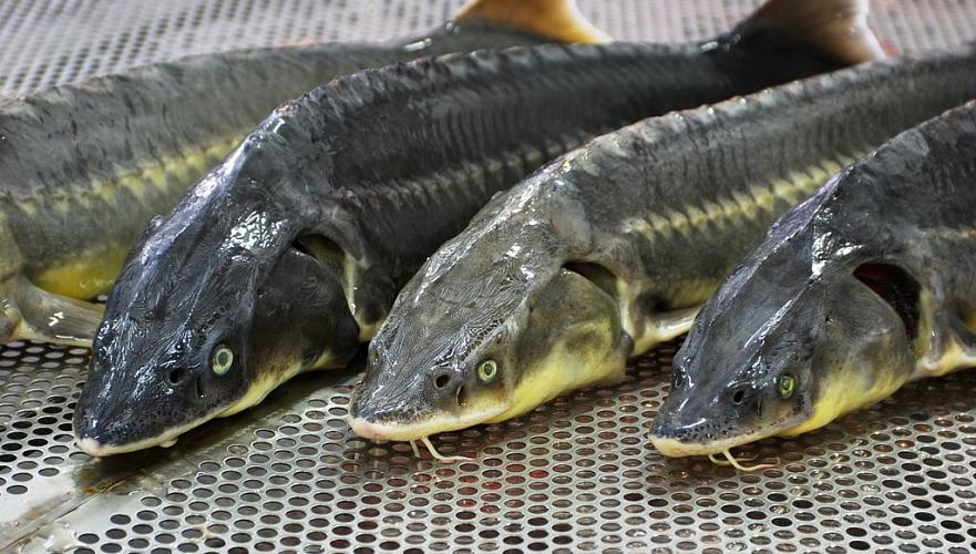 Около 80 кг рыбы осетровых пород изъяли в Мангистауской области