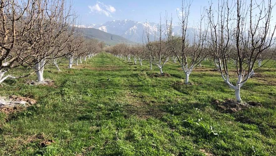 На 165 га увеличится площадь яблоневых садов в Тюлькубасском районе ЮКО в 2018 г.