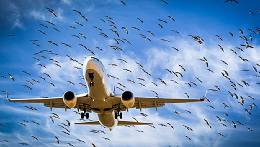Air Astana обвинила расплодившихся птиц в задержке своих рейсов