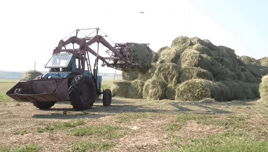 На 12,5% обещает минсельхоз расширить в 2022 году посевы кормов в Казахстане