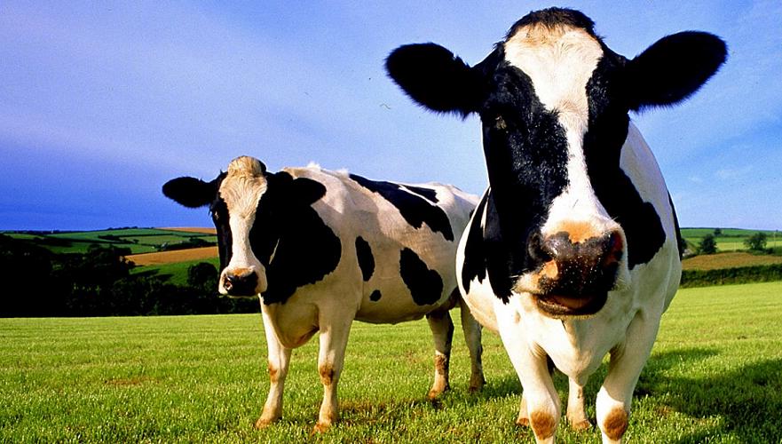 МСХ: Программа мясного животноводства в РК направлена на создание фермерских хозяйств