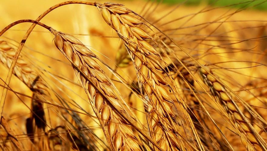 Мировое производство пшеницы упадет до 750 млн тонн в 2018 г. - ФАО
