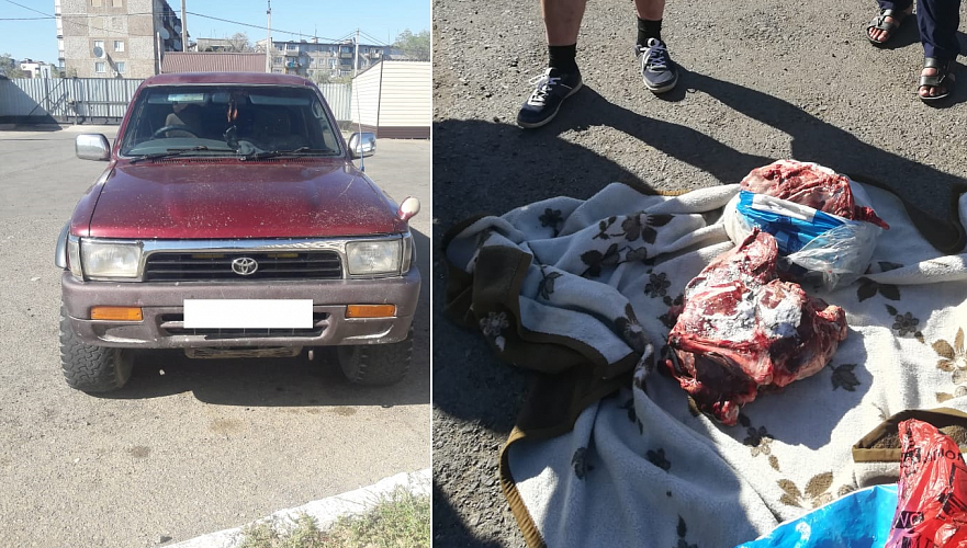 Замороженное мясо сайгака нашли в багажнике внедорожника в Карагандинской области