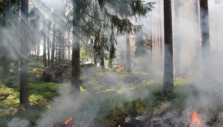 Почти Т96 млн составил ущерб от лесного пожара в Баянаульском нацпарке в Павлодарской области
