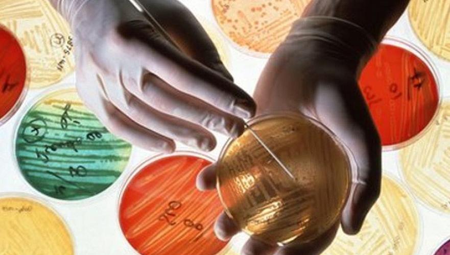 Сальмонелла, кишечная палочка и золотистый стафилококк выработали устойчивость к антибиотикам