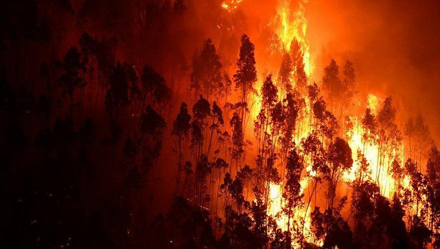Лесной пожар тушат в Костанайской области