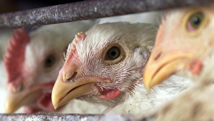 Вспышка смертельного птичьего гриппа отмечена в Китае