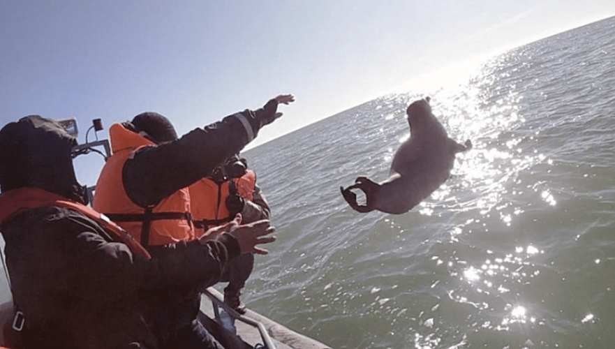 Пограничники спасли тюленей и рыбу от рук браконьеров в Мангистау