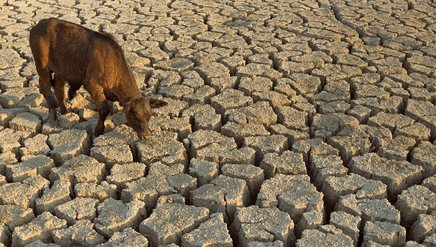 Нехватка воды, поступающей из Волги, мешает развитию животноводства в ЗКО – сенатор