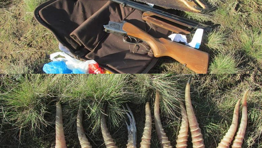 Охотинспектора задержали с сайгачьми рогами и оружием в автомобиле в ЗКО