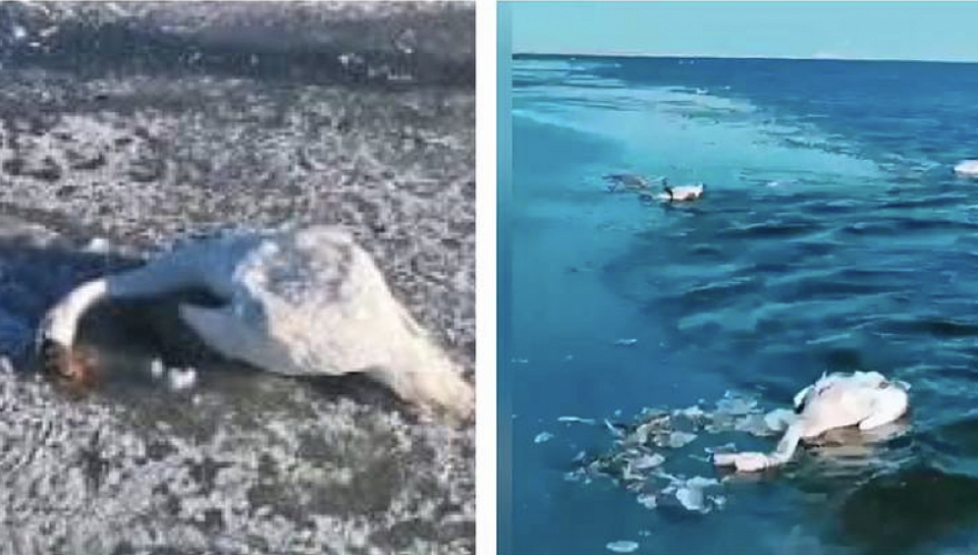 Известна причина гибели лебедей на озере Караколь в Мангистау 