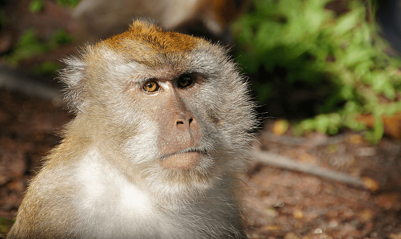 Вакцина от натуральной оспы защищает и от обезьяньей – минздрав Казахстана