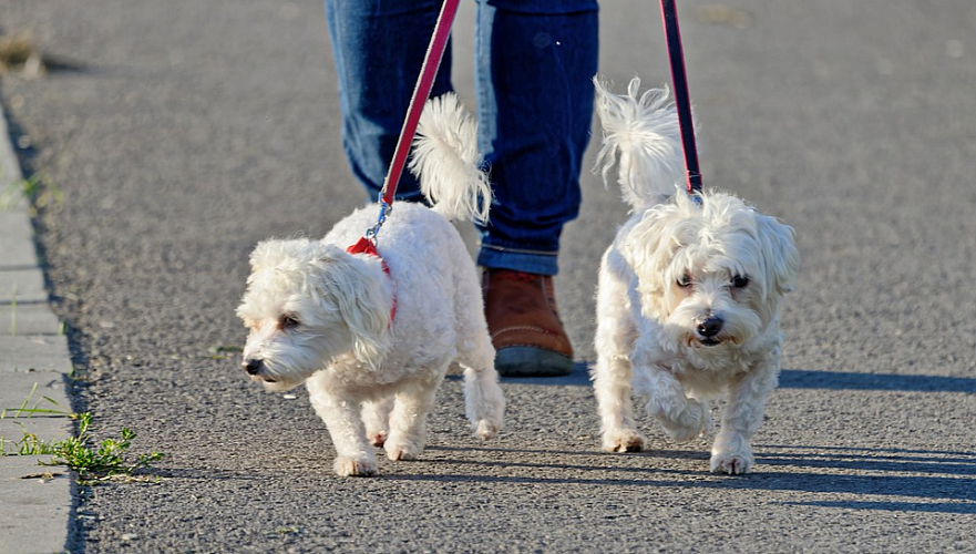 В Турксибском районе создадут площадки для выгула собак 