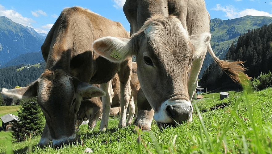 В Казахстане «кривая» статистика, мы точно не знаем поголовья скота – НПП