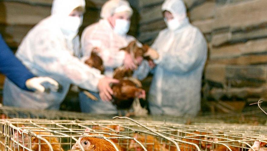 Почти 29 тыс. птиц утилизировано из-за высокопатогенного гриппа в Нидерландах, источник инфекции неизвестен