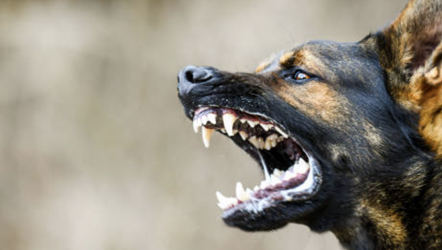  Никто не виноват в смерти ребенка из-за бродячих собак – полиция Актобе