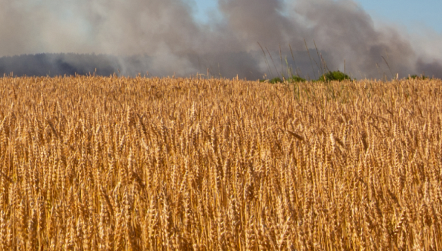 Пожары в Костанайской области не отразятся на продовольственной безопасности – МСХ