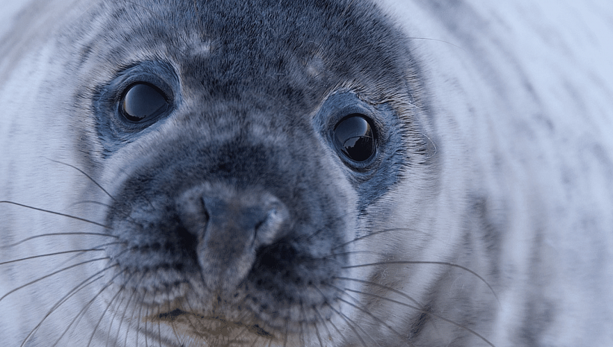 Численность каспийских тюленей в РК составила более 300 тыс. особей