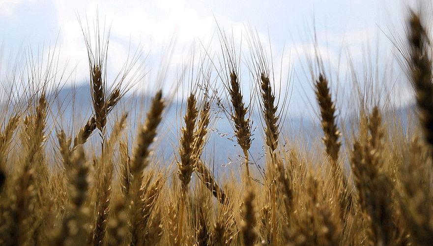 ФАО еще больше снизила мировой прогноз производства зерновых на 2020 год