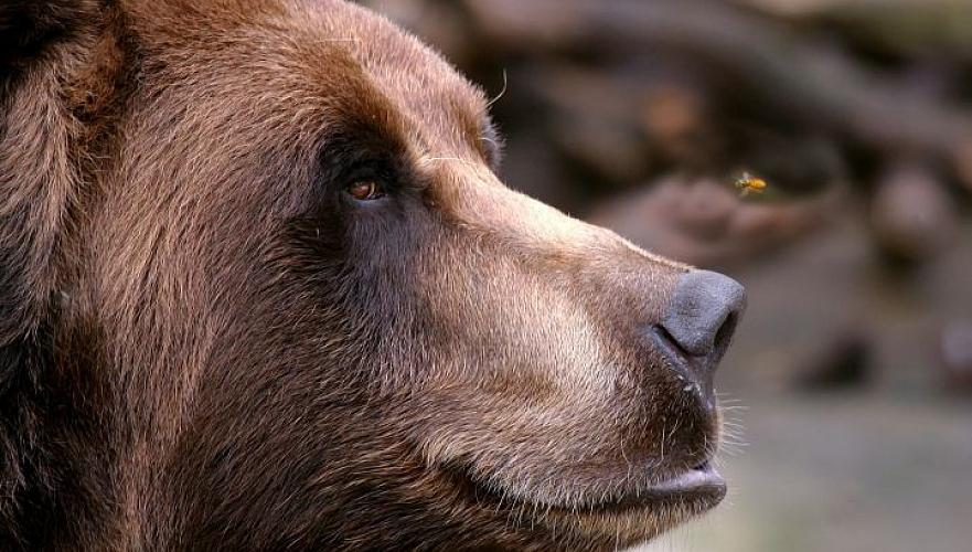 За убийство медведя жителя ВКО приговорили к ограничению свободы
