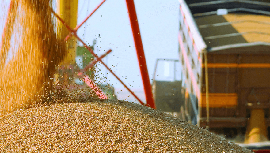 Выращенного зерна достаточно «для отгрузки определенных объемов на экспорт» – МСХ РК