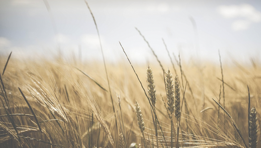 Урожай пшеницы в Казахстане снизится на 25% – прогноз ЕС