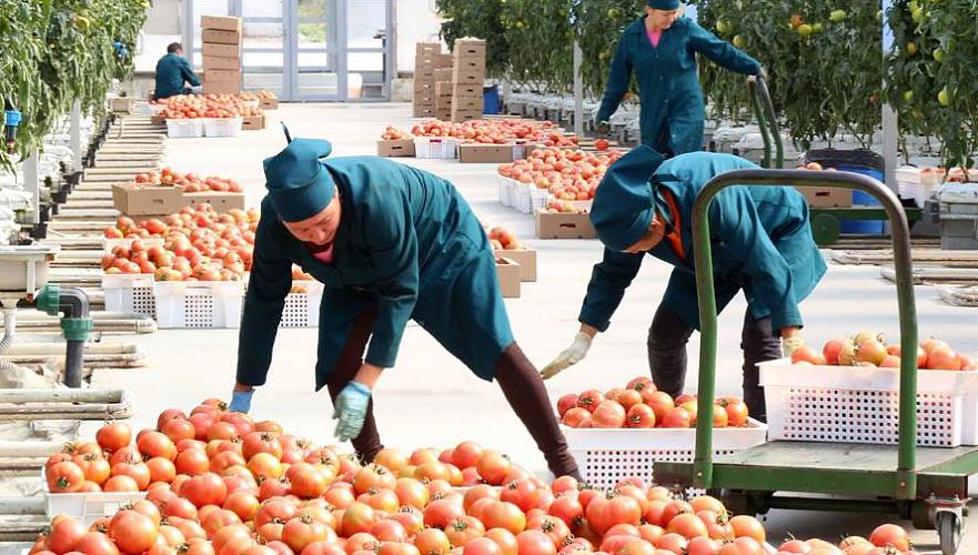 Продукция сельского хозяйства в Казахстане подорожала на 0,4% с начала года