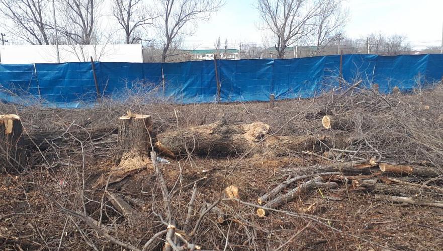 По факту подделки разрешения на снос 35 деревьев в Турксибском районе Алматы начато расследование