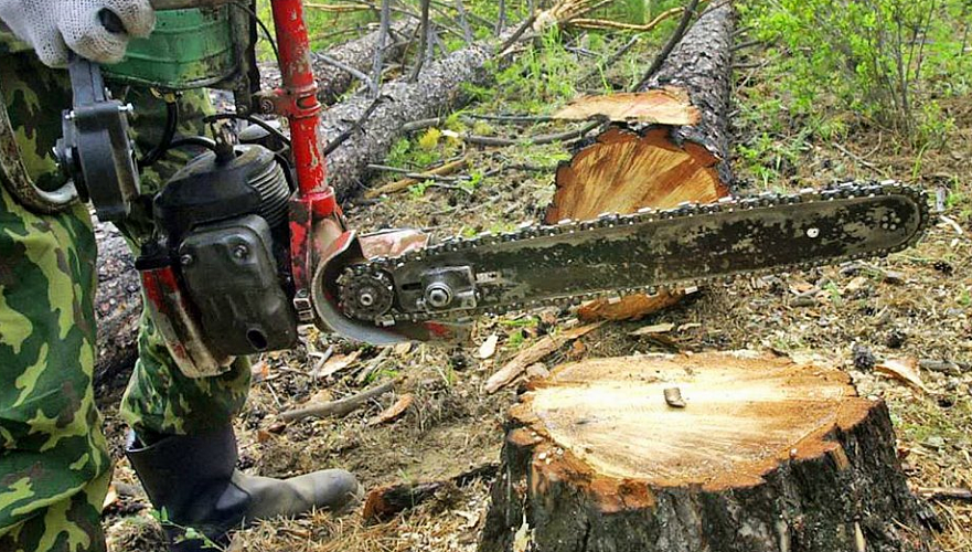 Разрешивший незаконную вырубку леса экс-глава лесхоза оштрафован за взятку в СКО