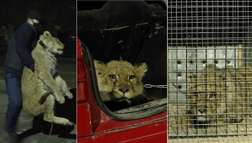 Найденного в Шымкенте львенка передали в зоопарк (видео)