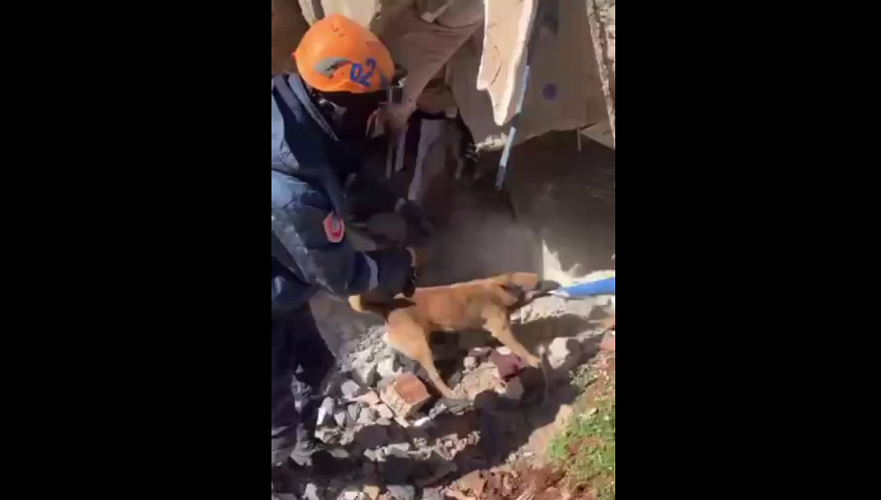 Казахстанский пес-спасатель сигнализировал о возможно живом человеке под завалами в Турции