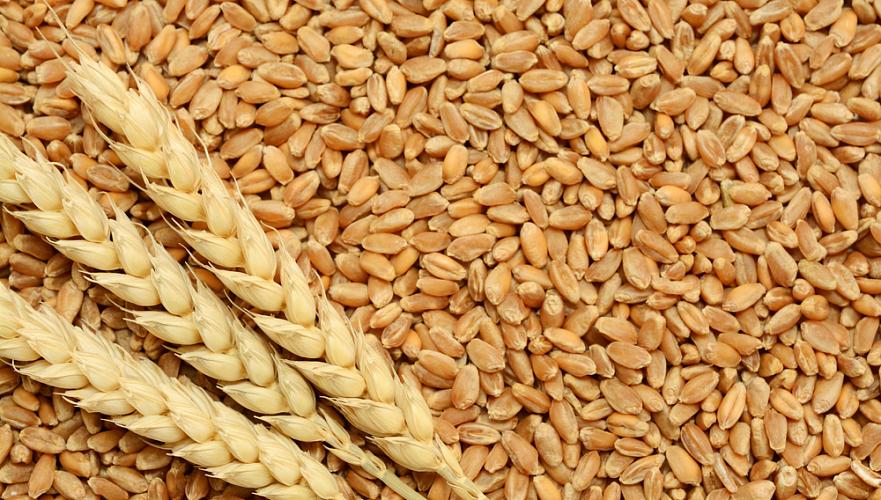 Производство 2607 млн тонн зерна прогнозирует в 2018 г. ФАО