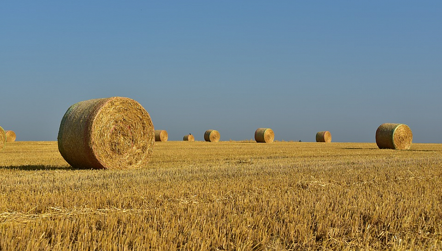 Представлен проект запрета на вывоз кормовой продукции из Казахстана
