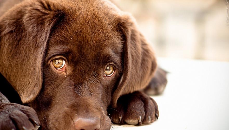 Зоозащитники обнаружили «концлагерь» для собак в Алматинской области