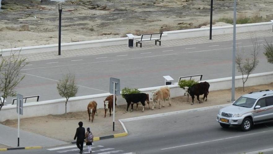 В Актау планируют организовать убойный пункт для беспризорного скота