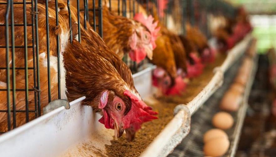 Кыргызстан снимает ограничения на ввоз птицеводческой продукции из Казахстана