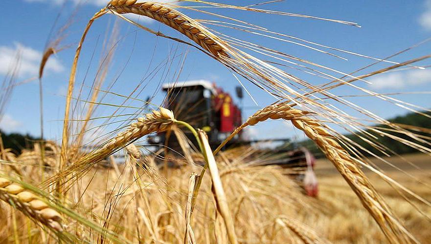 На 34% снизилась за год средняя урожайность зерновых в Казахстане