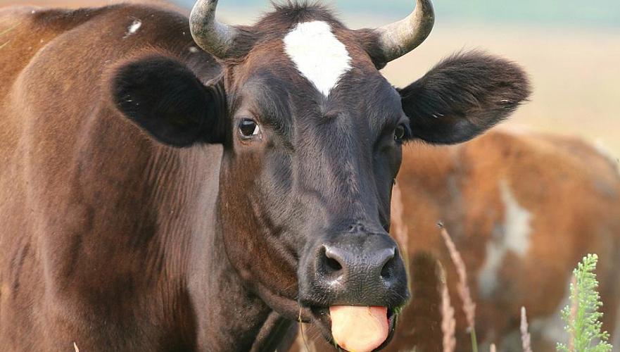 От нашествия клещей гибнет скот в Мангистауской области