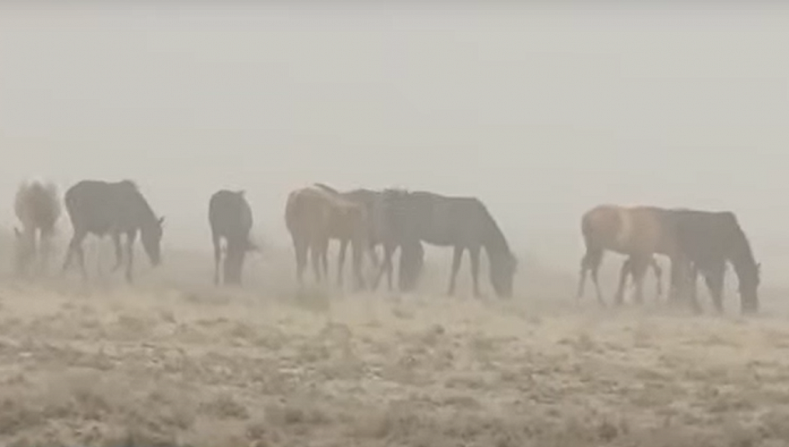 Режим ЧС ввели из-за засухи в одном из районов Кызылординской области