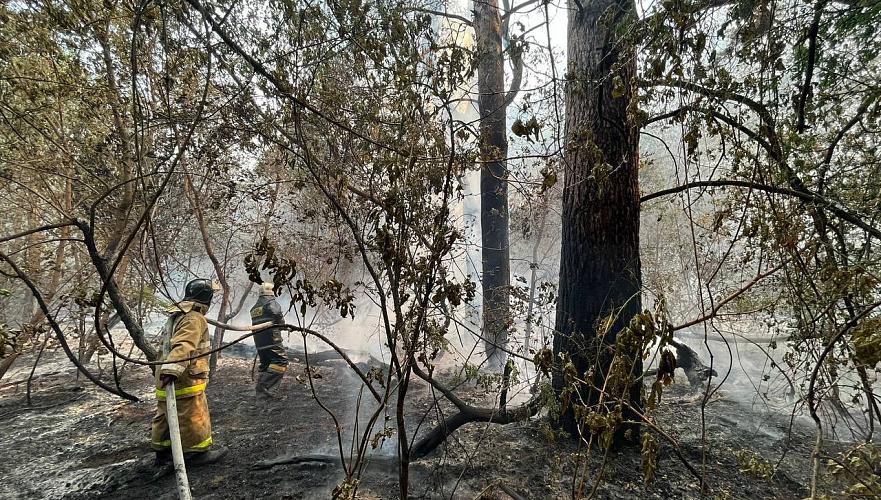 Обстановка на месте лесного пожара в области Абай стабилизировалась