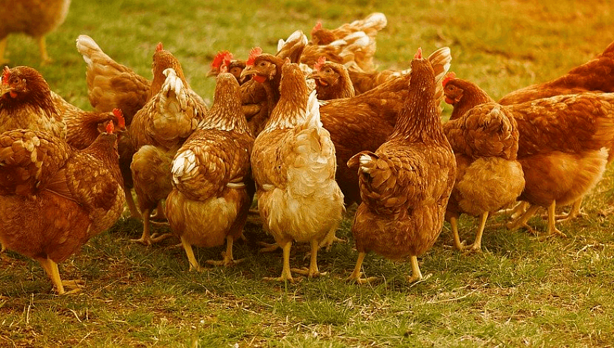 Казахстан производит лишь 58% от необходимого объема спроса на мясо птицы – МСХ РК